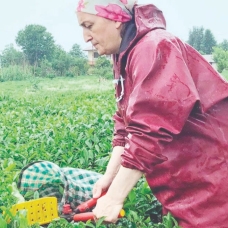 Çay bahçelerinde 2'nci sürgün heyecanı