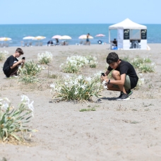 Plajda kum zambağı nöbeti: Koparmanın cezası 80 bin lira