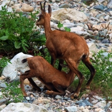 İşte Erzincan'ın dağ keçileri