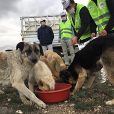 Aç kalan sokak hayvanları için 5 ton mama dağıtıldı