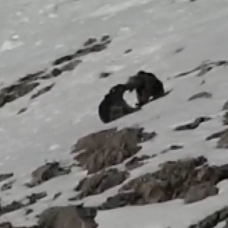 Tunceli ilimizde boz ayılar karda kaydı