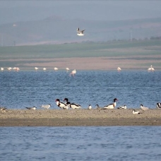 Kırlangıçlar Seyfe Gölü'ndeki yuvalarına döndü