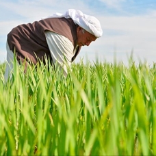 Bakan Albayrak'tan çiftçilere destek açıklaması