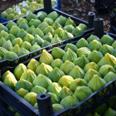 'Yediveren' inciri toplanmaya başlandı