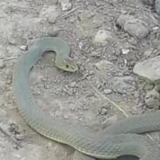 Kavurucu sıcaklarda ortaya çıkan yılanlar