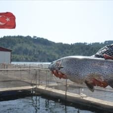 Denizi olmayan kentten 25 milyon dolarlık balık ihracatı