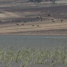 Reyhanlı Barajı göçmen kuşlara ev sahipliği yapıyor