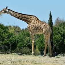 İzmir Doğal Yaşam Parkı'nın simge hayvanlarından zürafa 'Zarife' öldü