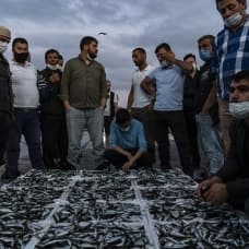Balıkçıların gözdesi palamut mezatta 10 liradan alıcı buldu