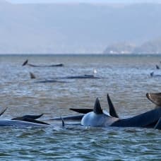 Balinalardan 380'i telef olurken, 20 balinayı kurtarma çalışmaları sürüyor