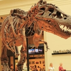 67 milyon yıllık dinozor iskeleti 27,5 milyon dolara satıldı