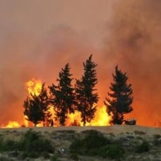 Adana'daki orman yangınlarıyla ilgili 4 kişi yakalandı