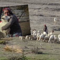 Koyunların hanımağası
