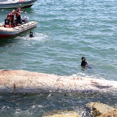 Mersin sahiline 14 metrelik oluklu balina vurdu