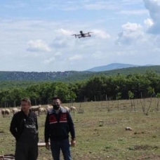 Kaybolan koyunlar dronla bulundu