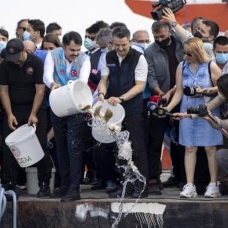 Marmara Denizi'ne 15 ton midye bırakıldı