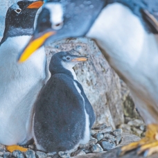 Türkiye'nin 2. bebek kutup pengueni