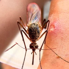 Asya Kaplan Sivrisineği'ne karşı uzmanlardan vatandaşlara uyarı