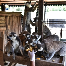 Madagaskarlı Lemurlar Mersin'de