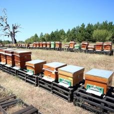 Kazdağları arılarının balları 5 ülkeye ihraç ediliyor