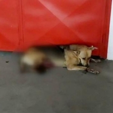 İstanbul'da vahşet! Veterinerden kanlar içinde sokağa bırakılan köpek öldü