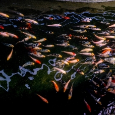 Japon balıkları birçok ilde akvaryumları süslüyor