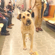 Toplu taşıma tutkunu fenomen köpek Bir günde 29 durak gezdi