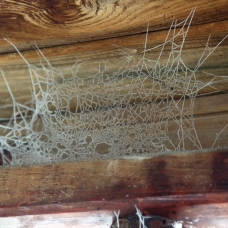 Örümcek ağı bile buz tuttu