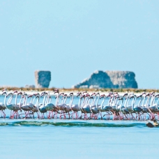 Binlerce flamingo artık hassas alanda!