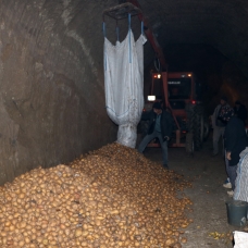 Patatesleri mağarada saklıyorlar