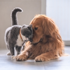 En çok kullanılan kedi ve köpek adı: Tarçın ve Mia