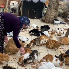 70 kediye annelik yapıyor