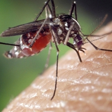 "Aedes" sivrisineği alerjik reaksiyona yol açıyor