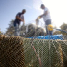 Mersin'de denizde yasa dışı avlanan 3 balıkçıya ceza