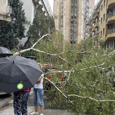 Üsküp'te rüzgar ve şiddetli yağmur hayatı olumsuz etkiledi