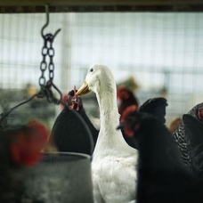 Fransa'da kuş gribi nedeniyle 5 binden fazla beldede kümes hayvanları karantinaya alındı