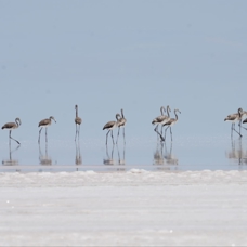 Tuz Gölü'nde yavru flamingo mutluluğu
