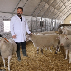 Afyon'da 'Türk Texel' koyunu üretildi
