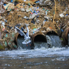 Irak'ta Dicle Nehri'ndeki kirlilik yaşamı tehdit ediyor