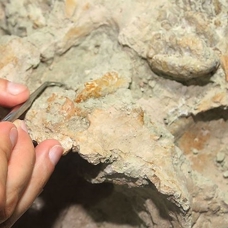 Avustralya'da 100 milyon yıl öncesine ait elasmosaurus iskeleti bulundu