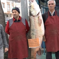 1128 kiloluk turna balığı şov