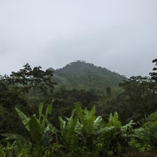 Brezilya ve Kolombiya devlet başkanları Amazon'un korunmasını ele aldı
