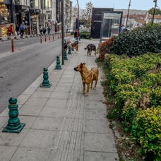 Ev aramada yeni kriter: Sokak köpeği olmasın