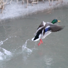 Çoruh Nehrinde Yeşilbaşlı ördek zamanı