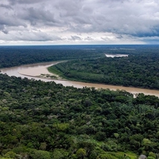 Amazonlar'da 2022'de günde 3 bin futbol sahası büyüklüğünde orman yok oldu