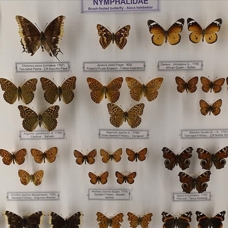 Trakya Üniversitesi Doğa Tarihi Müzesine gelenleri "imparator kelebeği" karşılıyor
