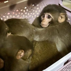 Gürbulak'ta 11 maymun yavrusu ele geçirildi