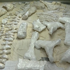 Depremde zarar görmeyen 3 bin 500 yıllık "Maraş Fili" korumaya alındı