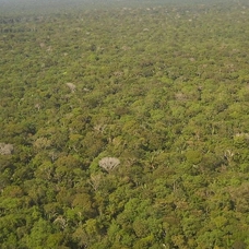 Brezilya Amazonlarında şubat ayında "ormansızlaştırma rekoru" kırıldı