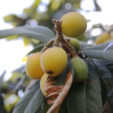 Alanya'nın coğrafi işaretli meyvesi yenidünyanda 3 bin ton rekolte bekleniyor